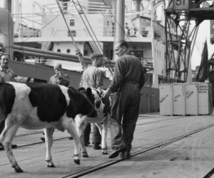Op de Thomsonkade te Rotterdam verscheept men 61 koeien. Vijftig gezinnen gaan in Brazilië een kolonie stichten. © Nationaal Archief, fotograaf: Wim Consenheim